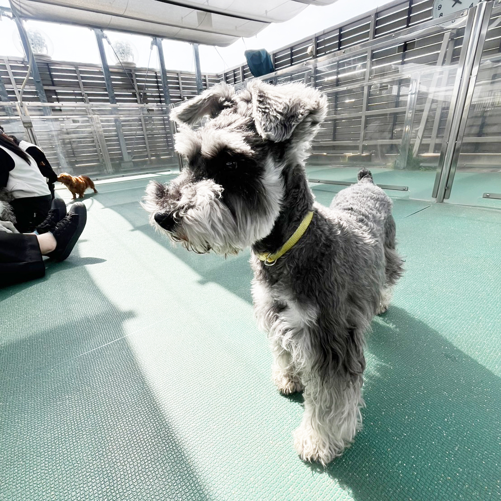 生徒が撮影したモデル犬たち♪②